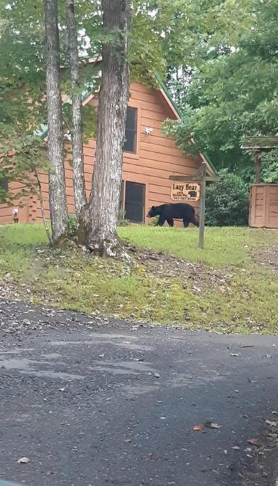 Lazy Bear Cabin Sevierville Exterior photo